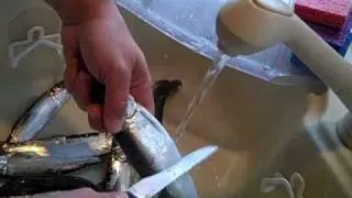 How to Prepare to Pickle Herring part 1 of 2