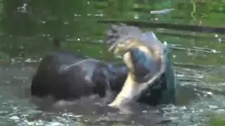 River Otter VS Snapping Turtle. Who Win?