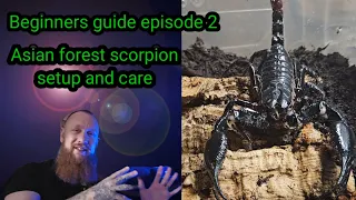 Beginners guide ep 2  // Asian forest scorpion setup