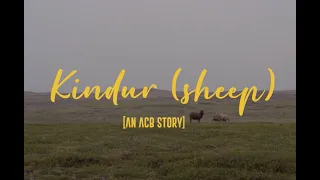 Kindur (sheep) I An acb story