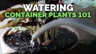 Watering Container Plants: Everything You Need to Know | 💦🌱