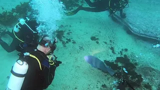 Scuba diving Sydney's Bluefish Point with Blue Grouper