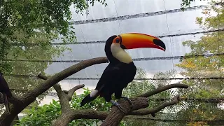 Toco Toucan | Fragile Forest, Singapore Zoo | @HKSFMinerva