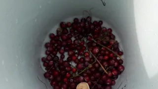 Cranberry collection in the Eastern Siberia