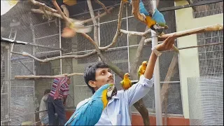 Why My Open Outdoor Bird Farm? African Grey Sunconure Monk Parakeet Breeding Farm Visit.