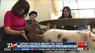 'Micro pig cafe' in Japan