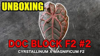 Unboxing Doc Block F2 #2