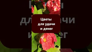 Цветы для удачи и денег