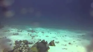 Triggerfish Attack in Thailand