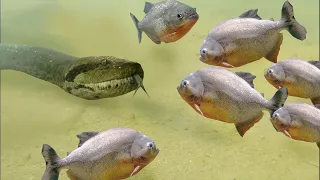 É Por Isso Que as Piranhas São 100 Vezes mais Perigosas do que Você Pensava