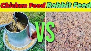 Rabbits VS Chicken Feed| Which One Should Be Better For Rabbit Breeders