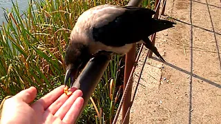 Ворона їсть з руки. Crow eats from hand. 25.08.2020