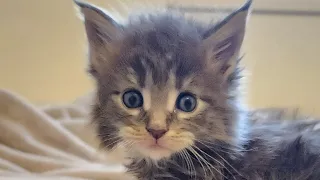 5 weeks old mainecoon kittens