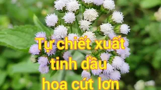 Cách làm tinh dầu hoa cứt lợn thành công