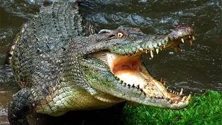 Таиланд, Паттайя  Кормление крокодилов с бамбуковой удочки. Доля секунды и жертве капут
