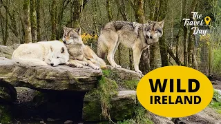 Wild Ireland | Wildlife Park, Donegal #travel #wildlife #wildIreland #travelvlog