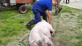 //Забили свинью,готовим свежину Таранчю(у)к по Березански,Сало ,Мясо сковорода//