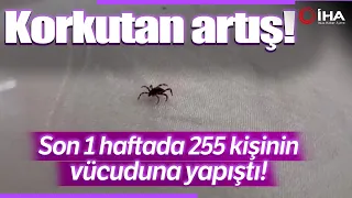 Yozgat’ta Son Bir Haftada 255 Kişinin Vücudundan Kene Çıkartıldı