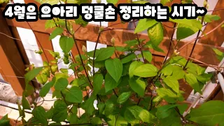 클레마티스 덩쿨 정리하는 시기(으아리 덩쿨 정리가 필요합니다)