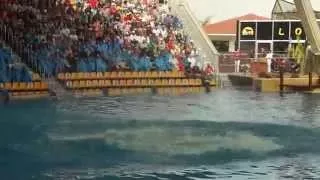 Orca show at Loro Park in Puerto de la Cruz, Teneriffa, Spain 2.4.2015