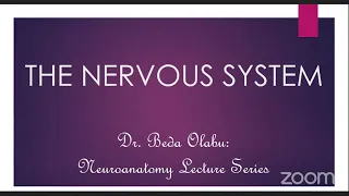 INTRODUCTION TO THE NERVOUS SYSTEM