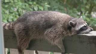 FUNNIEST RACCOONS and SQUIRRELS in the WORLD! - Funny RACCOON & SQUIRREL compilation