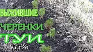 УКОРЕНЁННЫЕ ЧЕРЕНКИ ТУИ ПОСЛЕ ЗИМЫ/ВЫЖИЛИ ПОЧТИ ВСЕ-99%