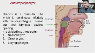 Pharynx Anatomy