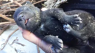 Little Puppy was Found Crying In the Pile of Trash Suffering from Life threatening Wounds