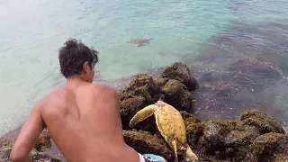 Stuck Sea Turtle Saved by Good Samaritan || ViralHog