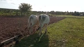 Aração de terra com arado de tração animal, na região de Ribeira do Amparo BA