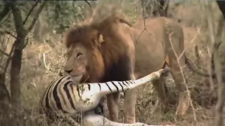 Best Documentary  National Geographic Documentary  The African Lion   Wildlife Animal