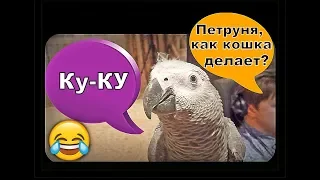 КОГДА У ПОПУГАЯ ВСЁ В ГОЛОВЕ ПЕРЕМЕШАЛОСЬ🐦Жако Петруня 🐦funny video about a parrot