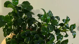 CO2 Effect on Anubias