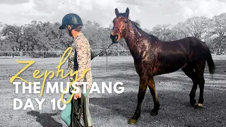 Day 10 with Zephyr the Mustang | Leading outside the Round pen for the 1st time