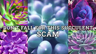 Succulent Scams To Watch Out For- Buying Fake Succulent Seeds