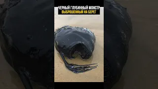 Монстра из глубины обнаружили на пляже!