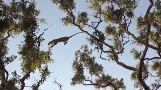 Leopard killed a monkey in a tree. Leopard attacks a monkey.