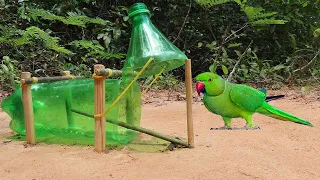 Plastic Bottle Parrot Bird Trap - Creative Simple  DIY Bird Trap