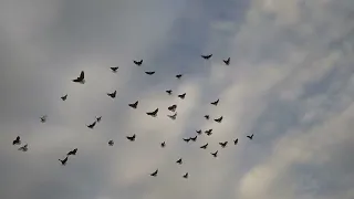 Что такое Николаевские голуби