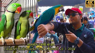 Lalukhet Exotic Hen and Rooster Birds Market 21-1-2024 Karachi Part 1 سوق الطيور النادرة والجميلة