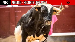 4K ▪ MADRID ▪ RECORTE LIBRE 2024 ▶ Toros de FRANCISCO GALACHE