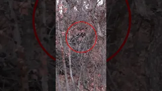 MASSIVE Creature In The Woods ~ Real Bigfoot Sighting #shorts #cryptids #bigfoot