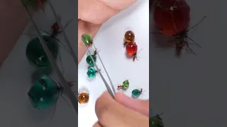 Colorful CANDY ANTS | Honeypot Ants