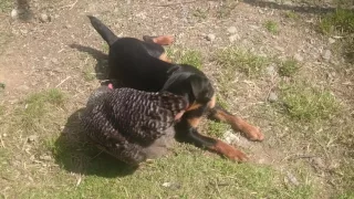 Deutscher Jagdterrier und lebensmüdes Huhn