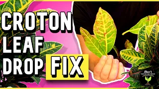 How To FIX Leaf Drop on Croton Plants - Plant Rescue!