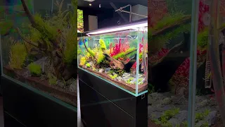 Weekaqua  P Series P1200 Pro LED Full spectrum water plant light #aquariumplants #weekaqua