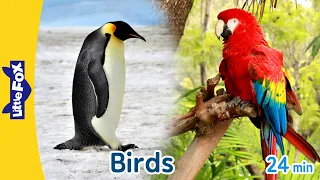 10 Amazing Birds on Earth | Owl, Heron, Falcon, Flamingo, Penguin, Parrot, Vulture, Turkey, and more