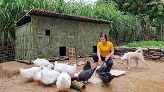 FULL VIDEO: Building Bamboo House For Duck, Stone Wall, Garden Harvest, Bamboo Fence