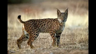 10 Fascinating Facts About the Iberian Lynx You Didn't Know